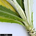 SpeciesSub: var. salicifolia